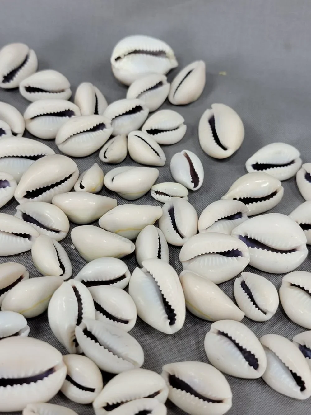 Cowrie Shell Seashell Nautical Beach Ocean Decor Crafts Lot